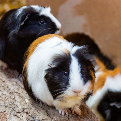 Guinea pig - De Zonnegloed - Animal park - Animal refuge centre 